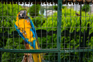 Nice and colorful bird in a cage