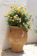 Yellow flowers in an amphora, Greece, Crete