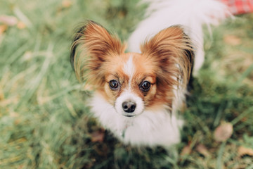 The cute dog with white brown hair is in the autumn covered with orange leaves of the park. Papillon Butterfly Dog