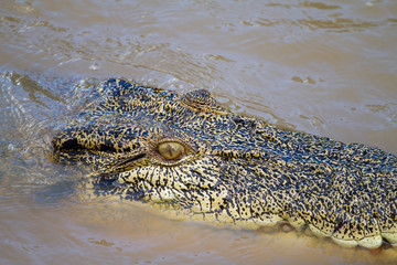  crocodiles in northern australian territory