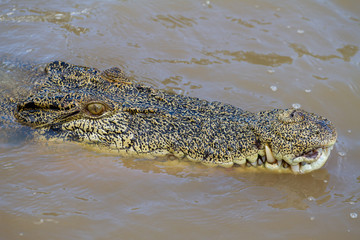  crocodiles in northern australian territory