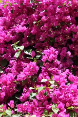 Obraz na płótnie Canvas Pink flowers in the garden, Crete, Greece