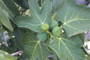Obraz premium Green Fig fruit close up
