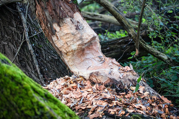 Traces of beavers chopping trees in the woods