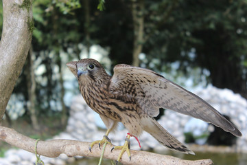 A bird of prey with wings spread