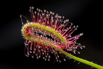 Drosera Capensis