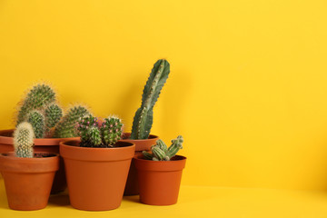 Beautiful cactuses on yellow background. Space for text