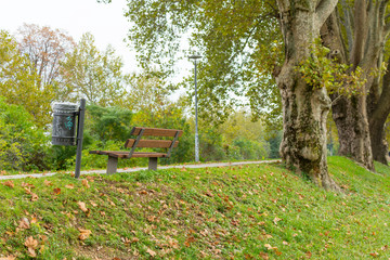 a park bench under a plane trees avenue along a footpath in Trento, Italy.