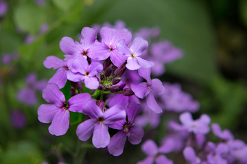 Wild Purple Phlox