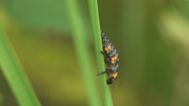  Larva, Coccinellidae, ladybird beetle, lady beetle, insect quickly run down green stalk. Transition from one pupal stage to next. Macro view insect on green leaf