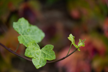 Parthenocissus quinquefolia - Virginia creeper leaves background