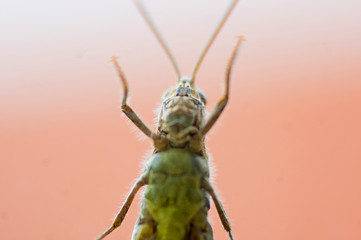 Grasshopper sitting on a glass