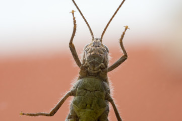 Grasshopper sitting on a glass