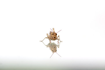 Grasshopper sitting on a glass