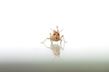 Grasshopper sitting on a glass
