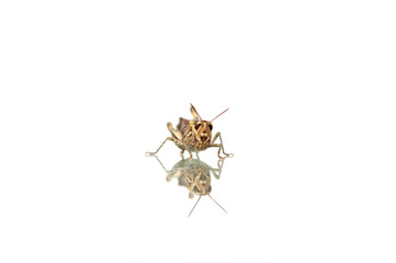 Grasshopper sitting on a glass