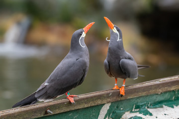 Pair on Inca Terns Resting on an Old Rowing Boat