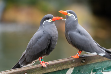Pair on Inca Terns Resting on an Old Rowing Boat