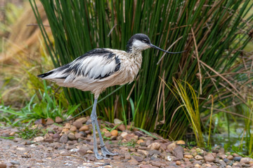 Pied Avocet Standing on the Ground