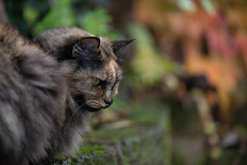 Naklejka na ściany i meble Close up of a Tortoiseshell Cat, in the garden