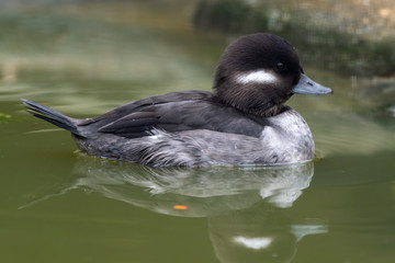 Female Bufflehead Duck Floating on Water