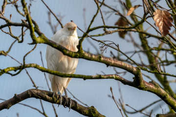 Cattle Egret Perched in a Tree