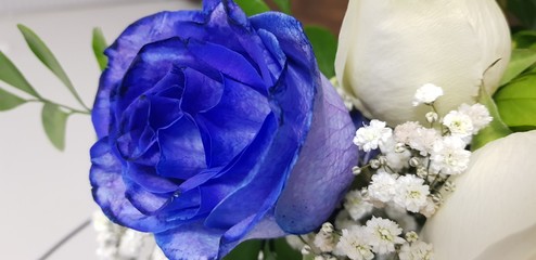 Rosa azul