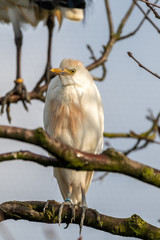 Cattle Egret Perched in a Tree