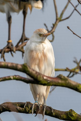 Cattle Egret Perched in a Tree
