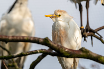 Cattle Egret Perched in a Tree