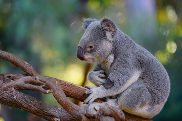A koala on a eucalyptus gum tree in Australia