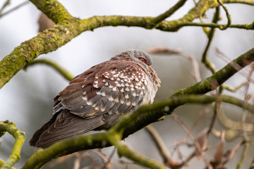 Speckled Rock Pigeon Perched in a Tree