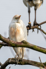 Cattle Egret Perched in a Tree