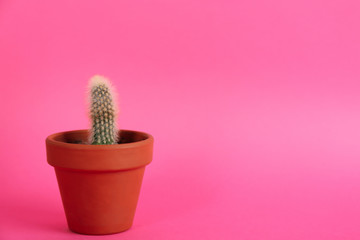 Potted cactus on pink background, space for text