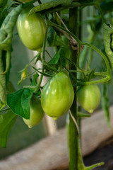 Green grapevine tomatoes. Green unripe tomatoes on the bush. Tomatoes on the vine, tomatoes growing on the branches. Green vegetables in the greenhouse, the shrub immature vegetables .