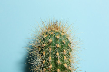 Beautiful cactus on light blue background, closeup