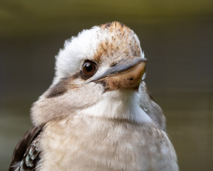 Close up Head Portrait Laughing Kookaburra