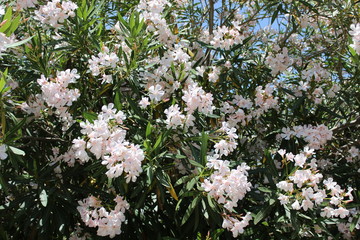 White flowers, Greece, Crete
