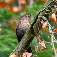 Female Blackbird Resting on a Tree