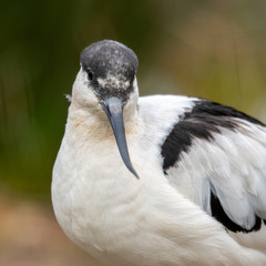 Side Portrait of A Pied Avocet 