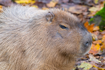 Close up Portrait of a  Capybara