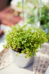 Obraz na płótnie Canvas Fresh thyme growing in the silver flower pot