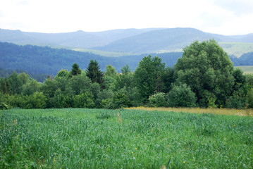  summer landscape of the Carpathian mountains