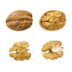 Walnut whole, opened and kernels vector illustration