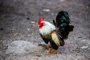 Full body of adult pygmy rooster on the farm