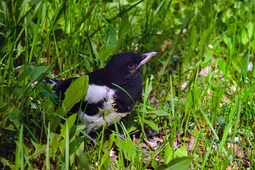 The nestling of the European magpie sits in the midst of thick green grass.