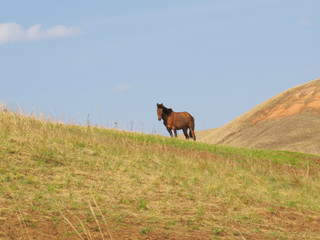 Lonely horse in the steppe. Background. Landscape.