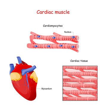 Structure of Cardiac muscle fibers. anatomy of cardiomyocyte.