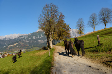 Man leads horses to pasture at lake Ritzenseein Saalfelden, with mountain and clear blue sky in the background, Pinzgau, Salzburg Land, Austria.