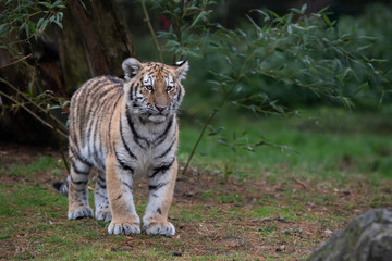 Tiger Cub